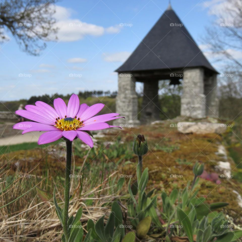 Flower and building in background