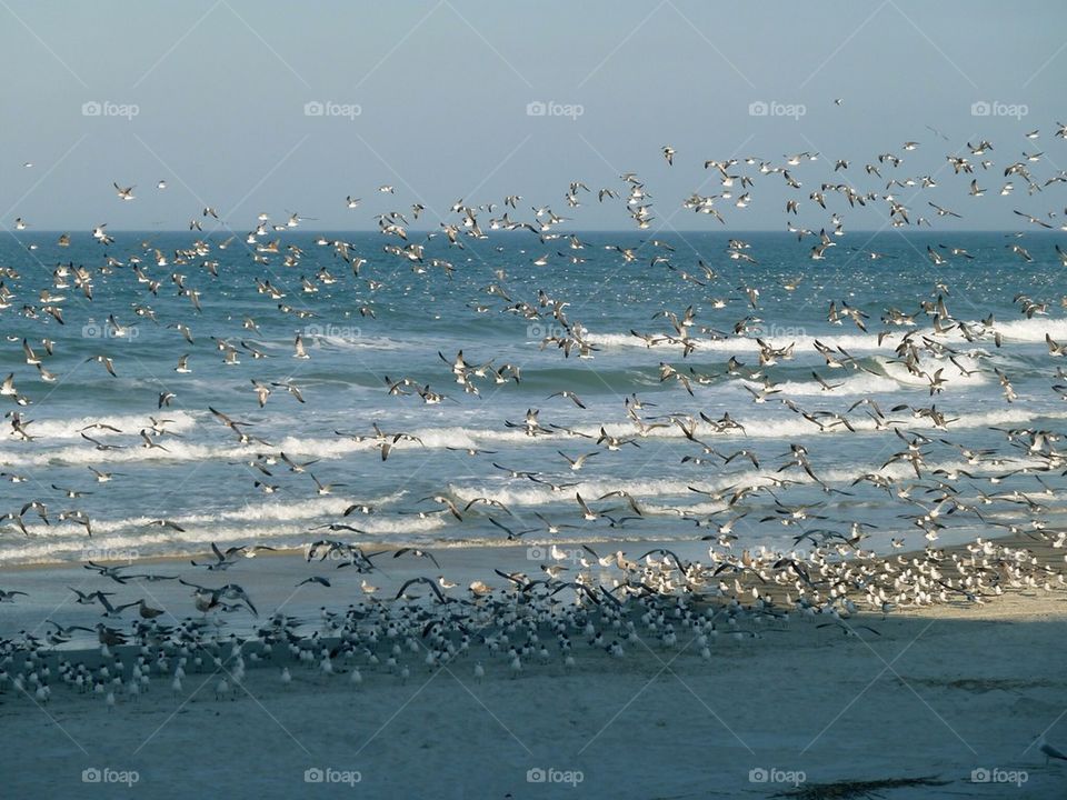 Birds at beach