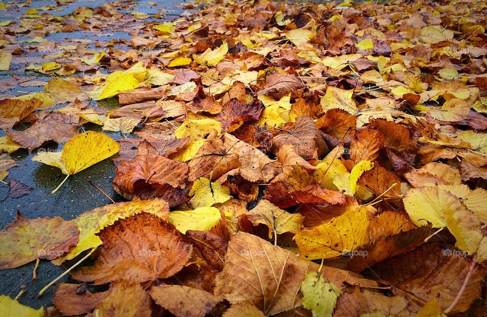 Autumn leaves on street