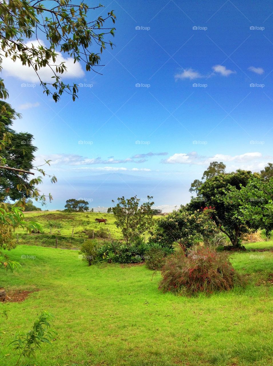 Scenic view of grassy land