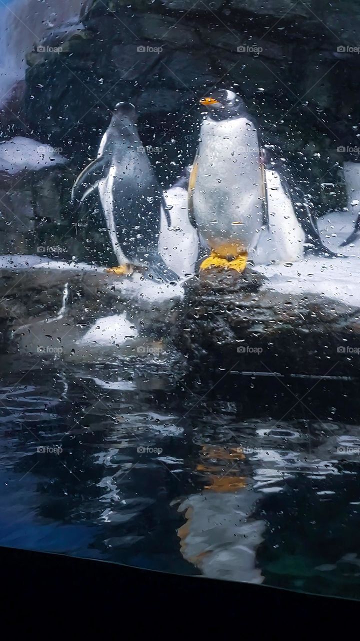 Penguins