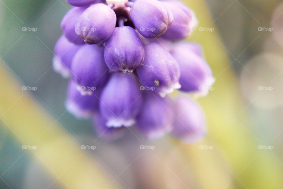 Flower, Blur, Nature, No Person, Flora
