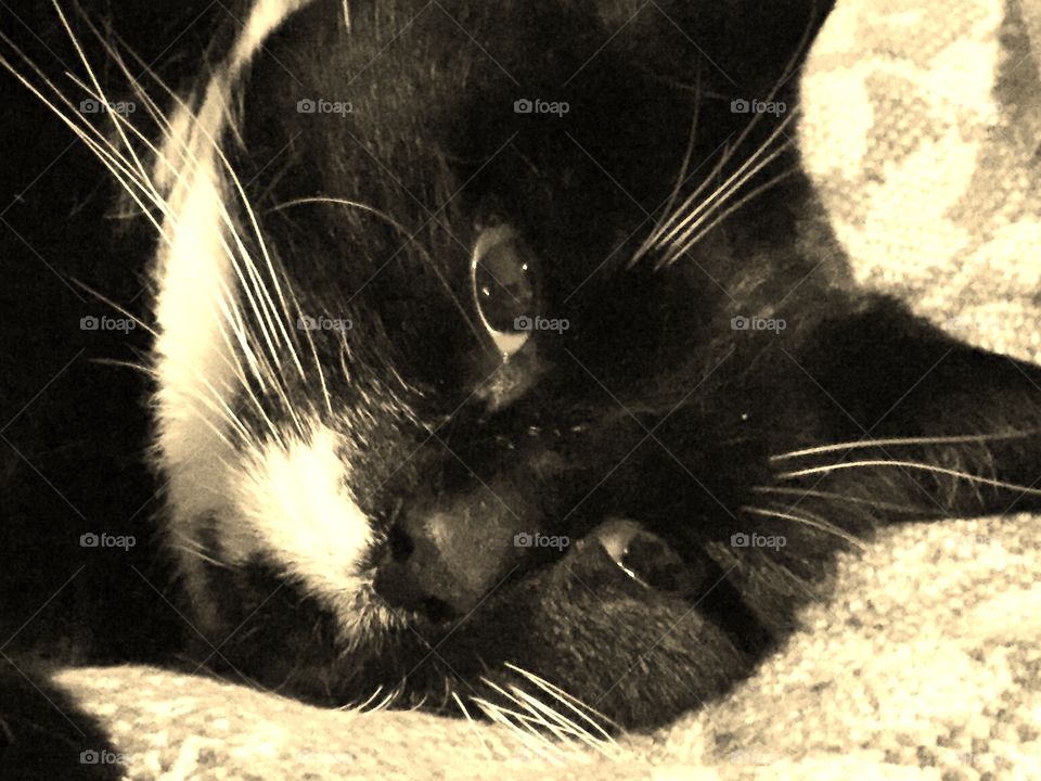 Closeup in sepia tone of my nasty black and white cat in her typical mood. “You can try and pet me but i will bite you because I’m trying to sleep!”But I still love her!