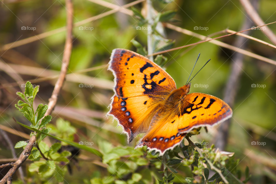 Orange African Wild Butterfly On Branch In Forest Meadow (Junonia sp.), Limpopo, South Africa