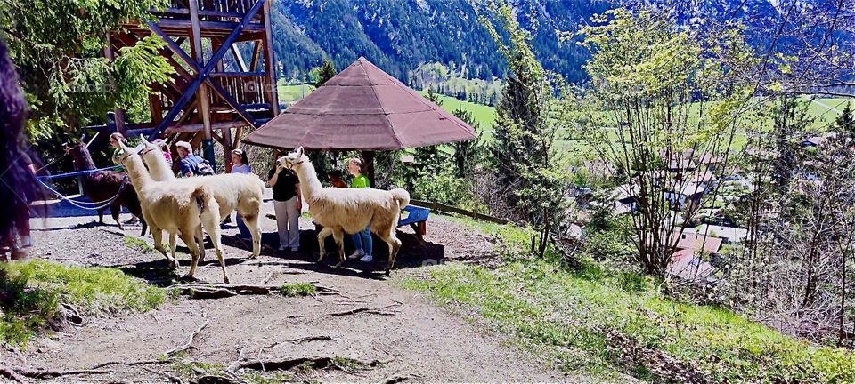 While on an outing in the vicinity of „Bayerischzell“, a small town near the Alps in „Bavaria“, Germany we encountered these lamas and their human caregivers. 2024. Hypnotic Productions