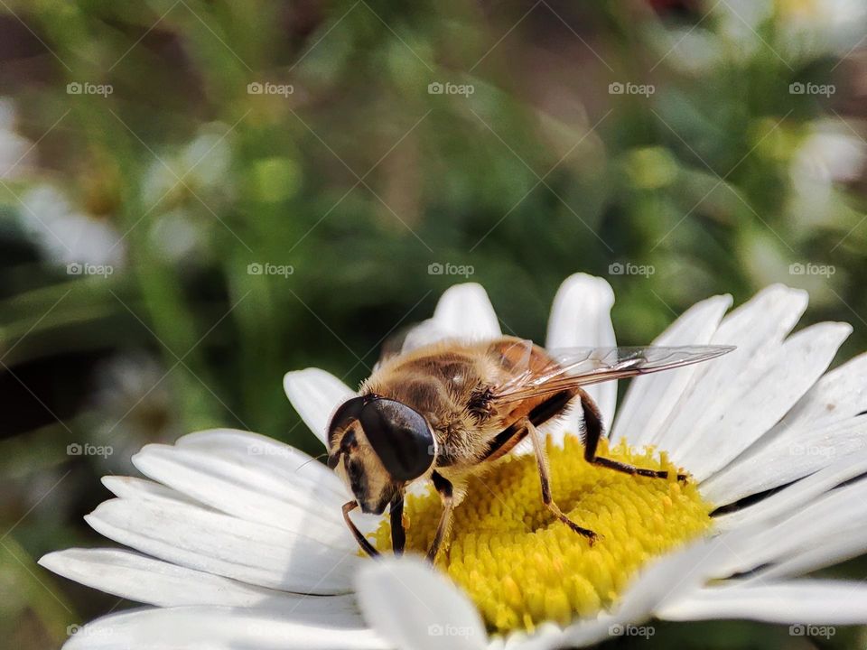 Honey bee collecting pollen