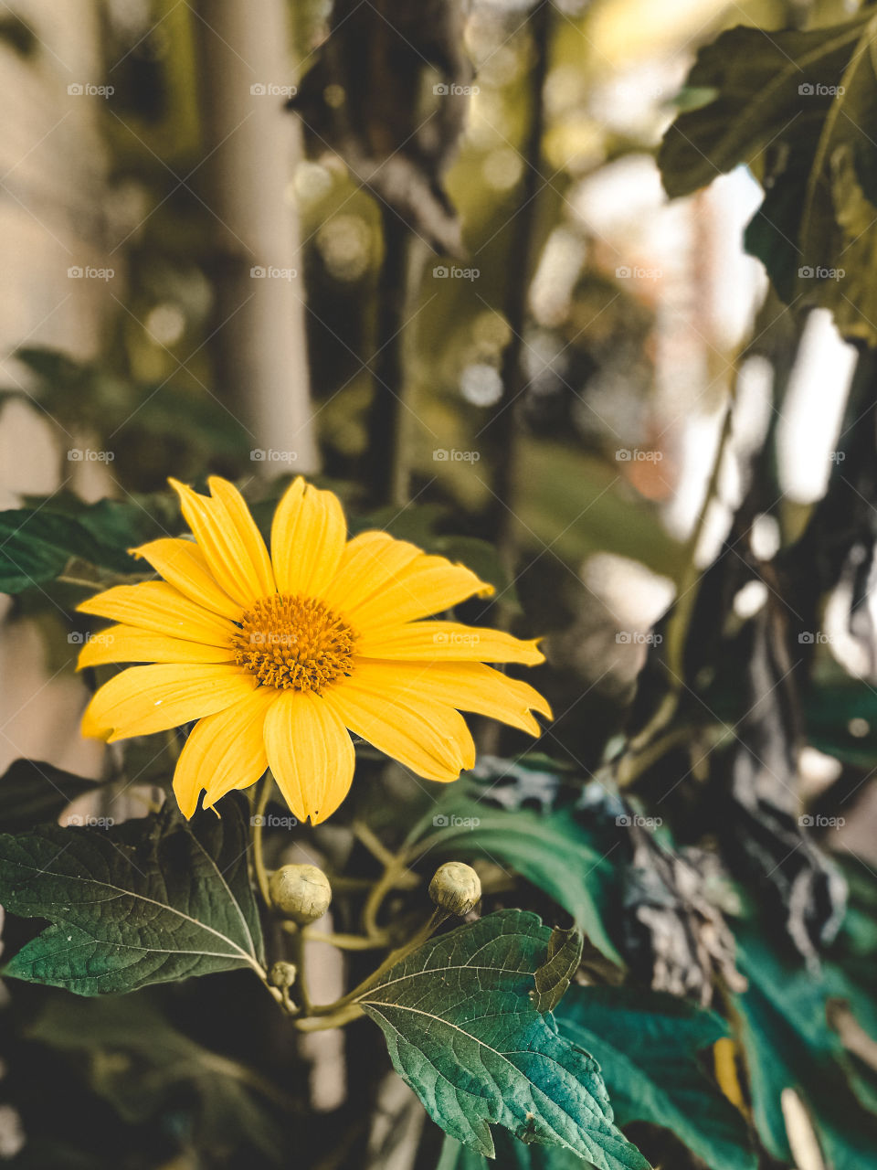 a beautiful sunflower at home.  To admire and take lots of photos!