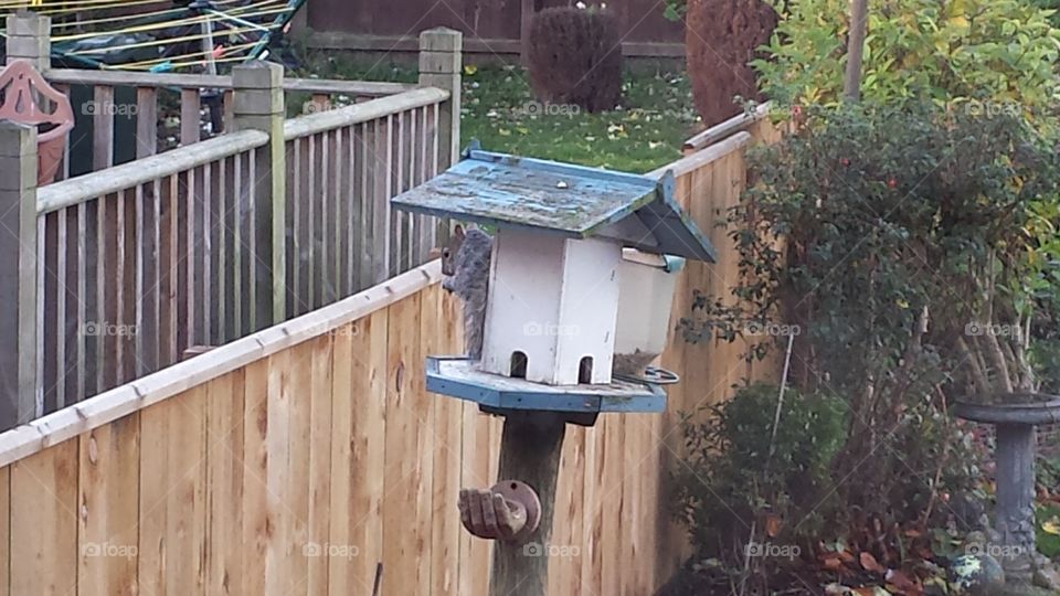 squirrel having breakfast