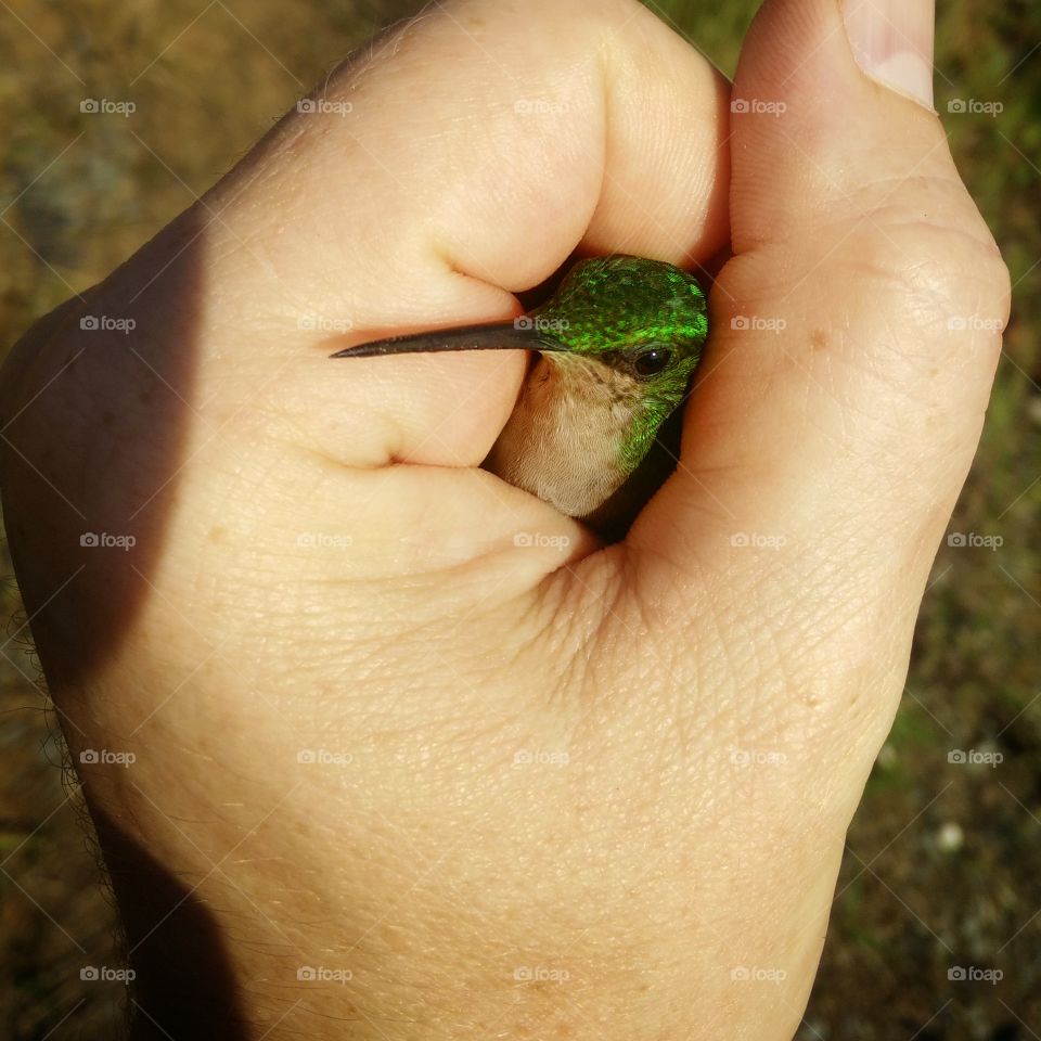 Hummingbird in the palm of the hand. Green color, long beak, eyes, feathers, beauty of nature.