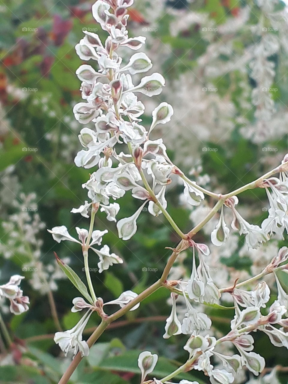 Flora, Flower, Nature, Garden, Leaf