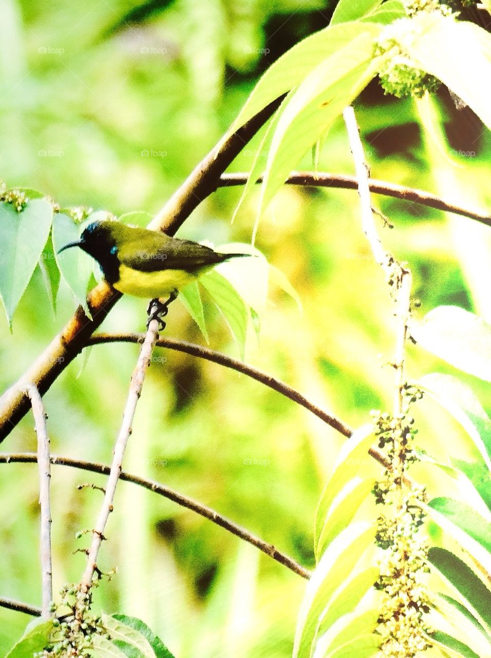 A sunbird perching on tree branch