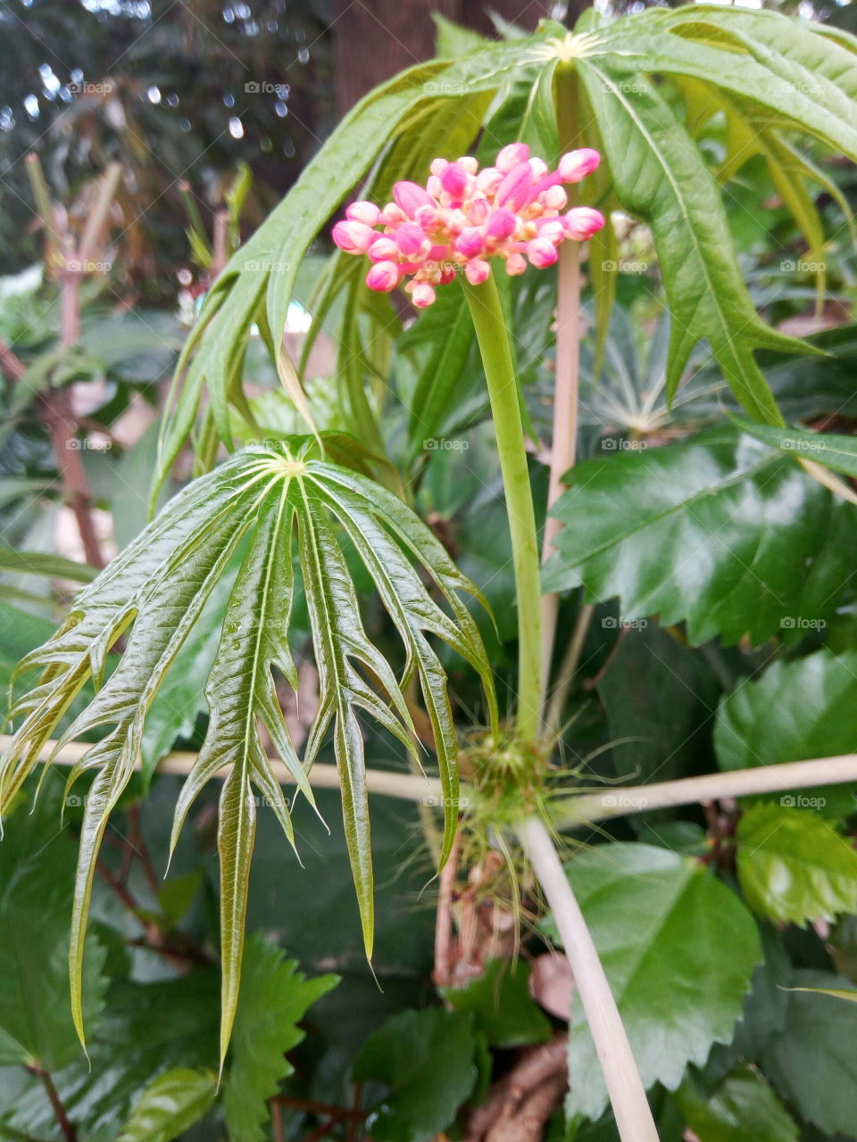 Nature, Leaf, Flora, No Person, Garden