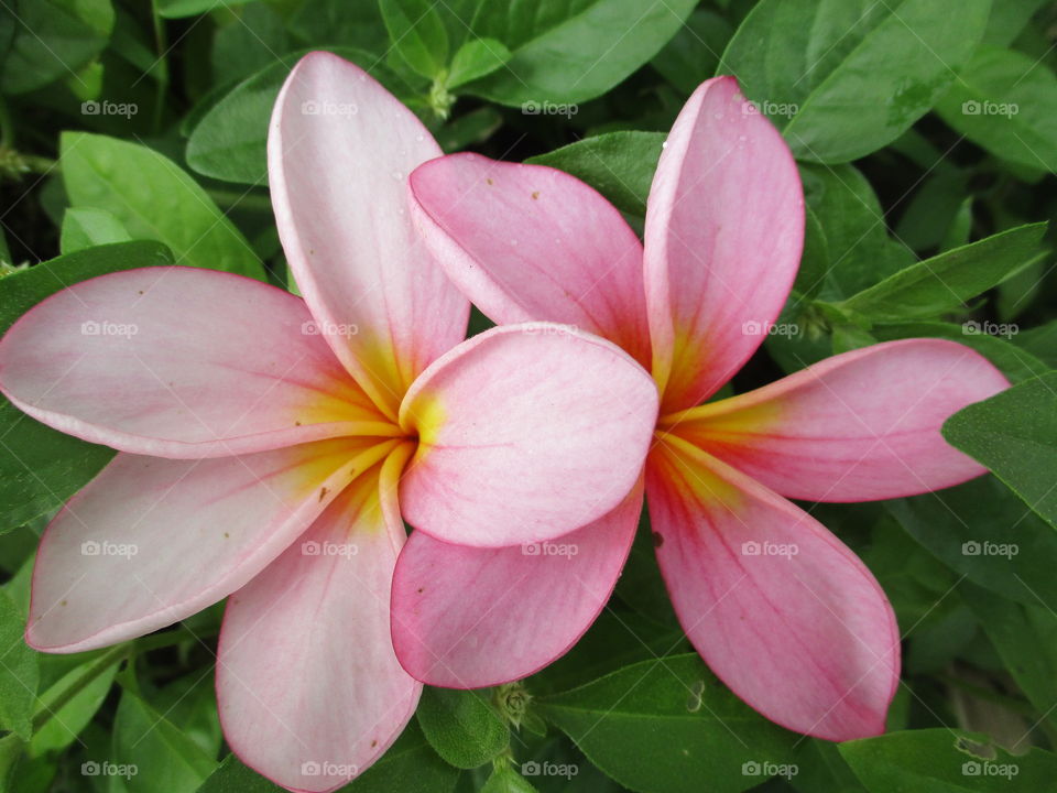 pink flower