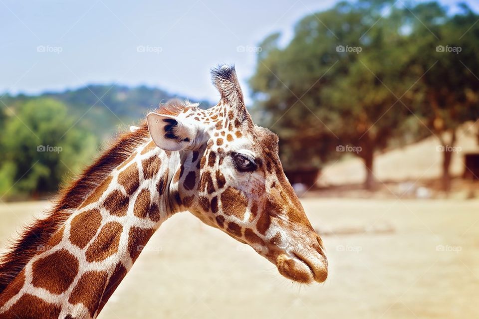 Teen giraffe 