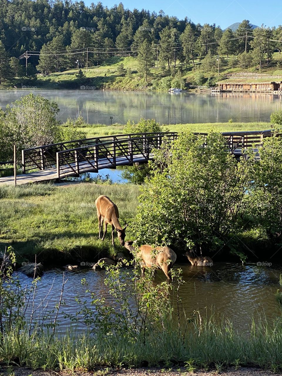 Rocky Mountain animals