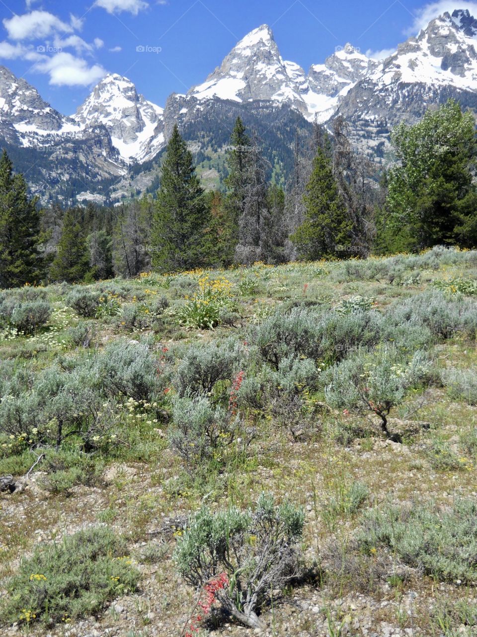 Grand Teton National Park, WY