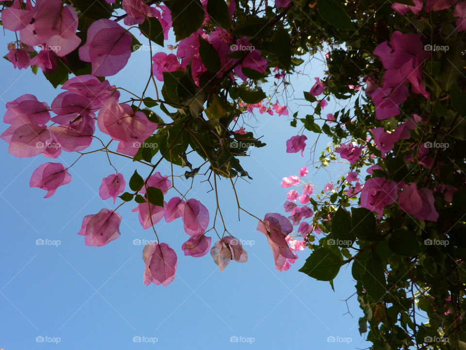 sky pink summer spain by lizajones