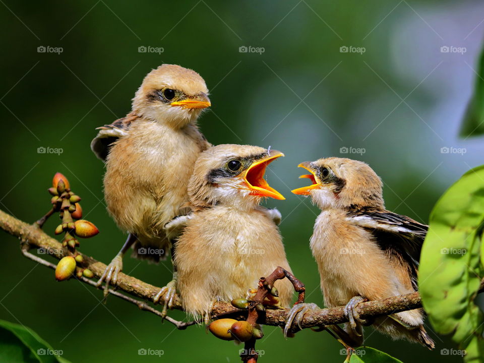 Three little birds on tree, South Borneo, Indonesia.