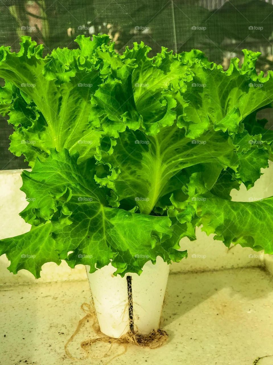 Modern way of Farming Lettuce