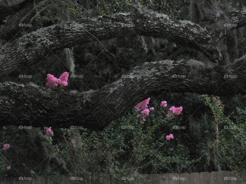 Crape Myrtle tree behind a large branches southeastern live oak tree with Spanish moss, also called Tillandsia Usneoides, hanging in a dark setting before a storm, close-up.