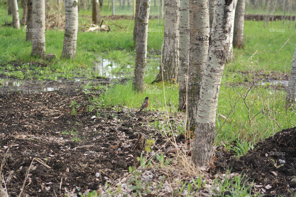 Robin in the forest