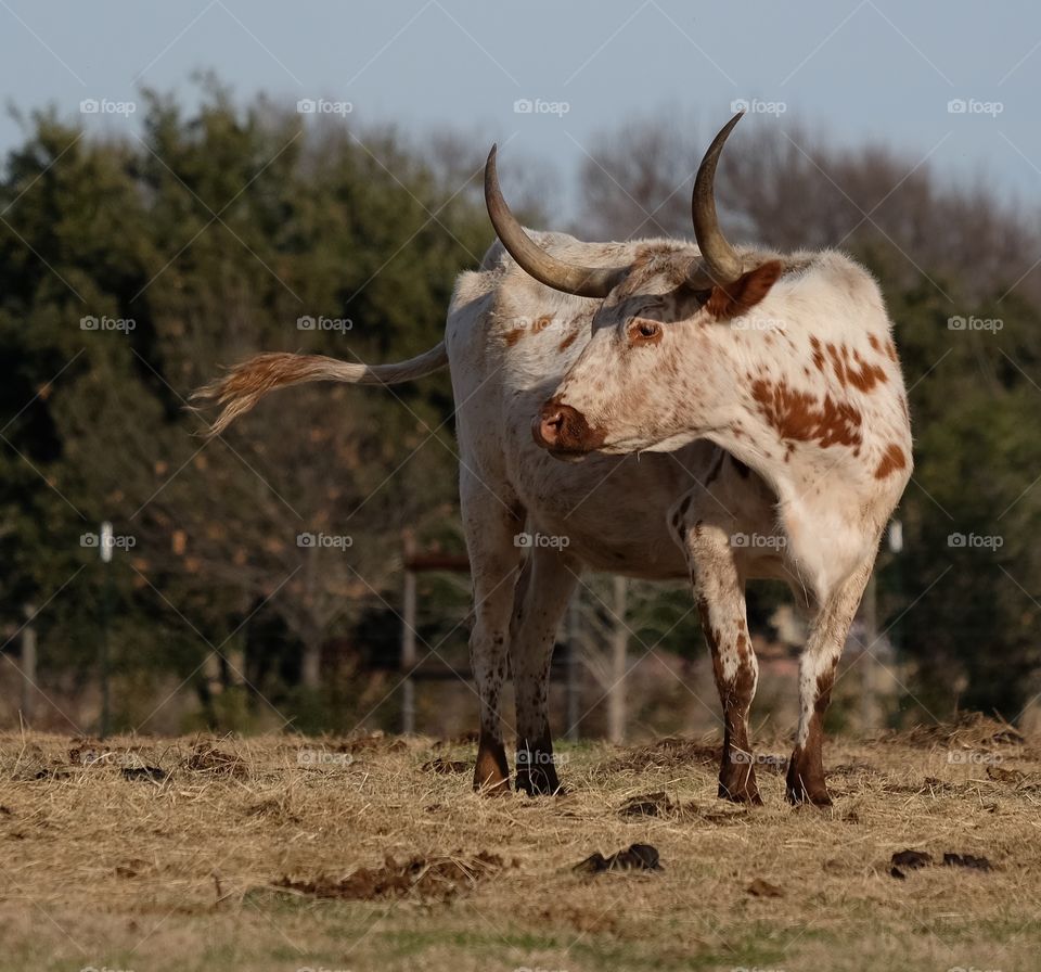 Flapping in the breeze
Nice tail