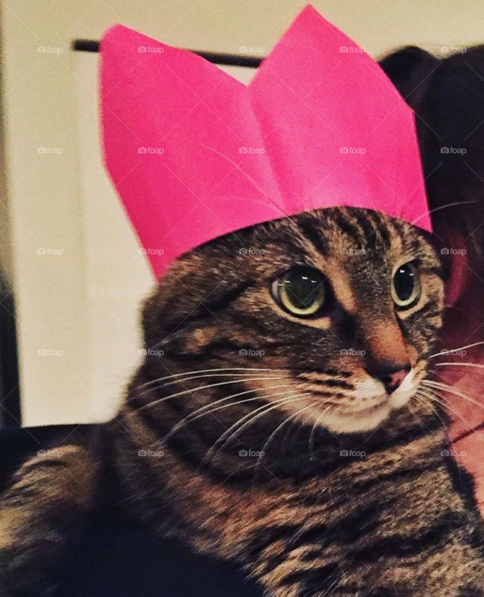 Cat in a hat