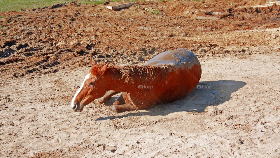 horse wallows in mud