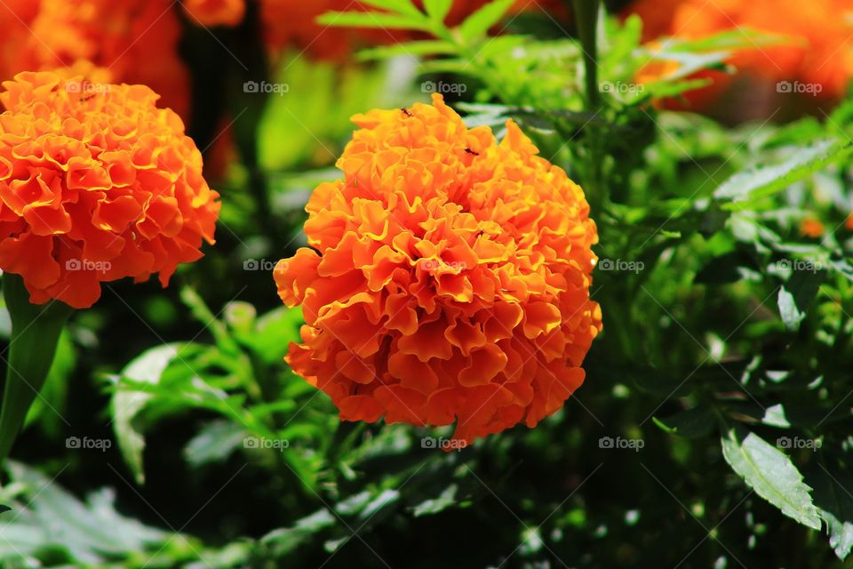 Beautiful Orange Bloom