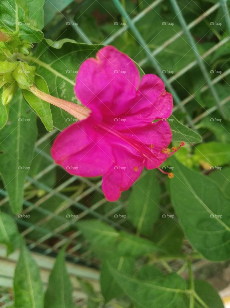 red flower seasonal fresh shurb small size looks very beautiful generally found everywhere