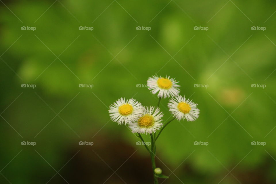 Closeup of wildflowers