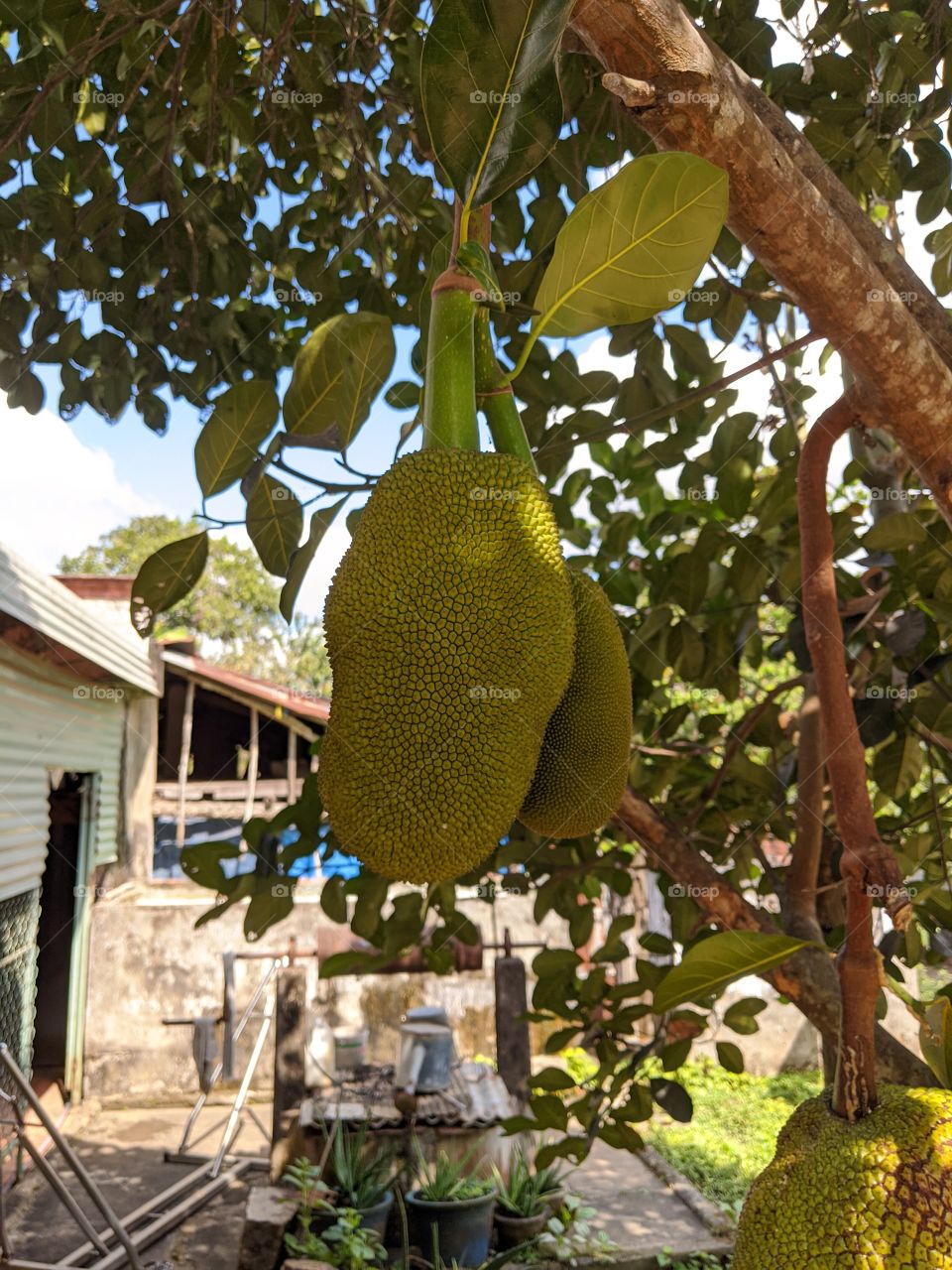 Jackfruit