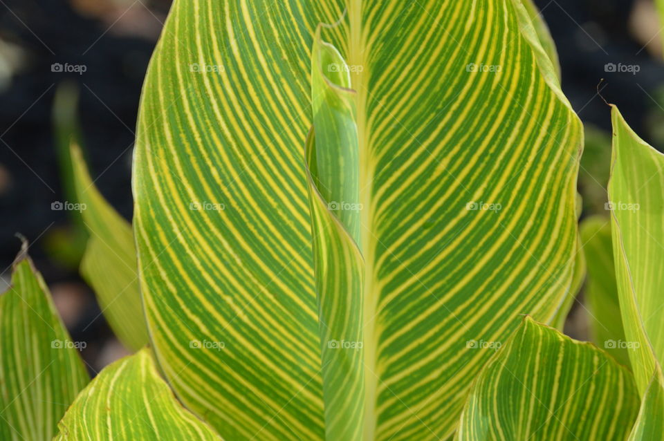 Green plant, a beautiful striped green leaf  plant growing in a community garden.