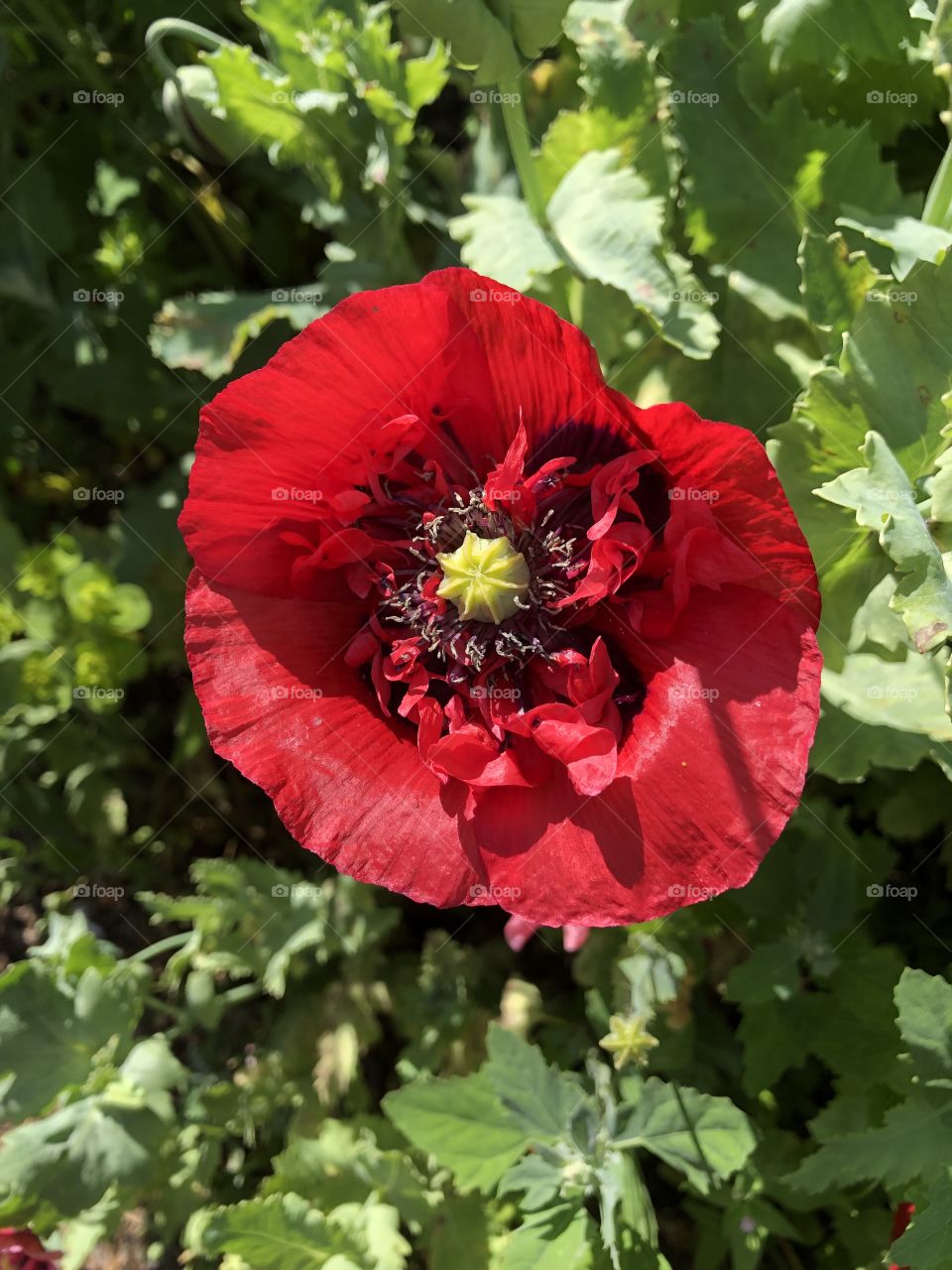 Poppy