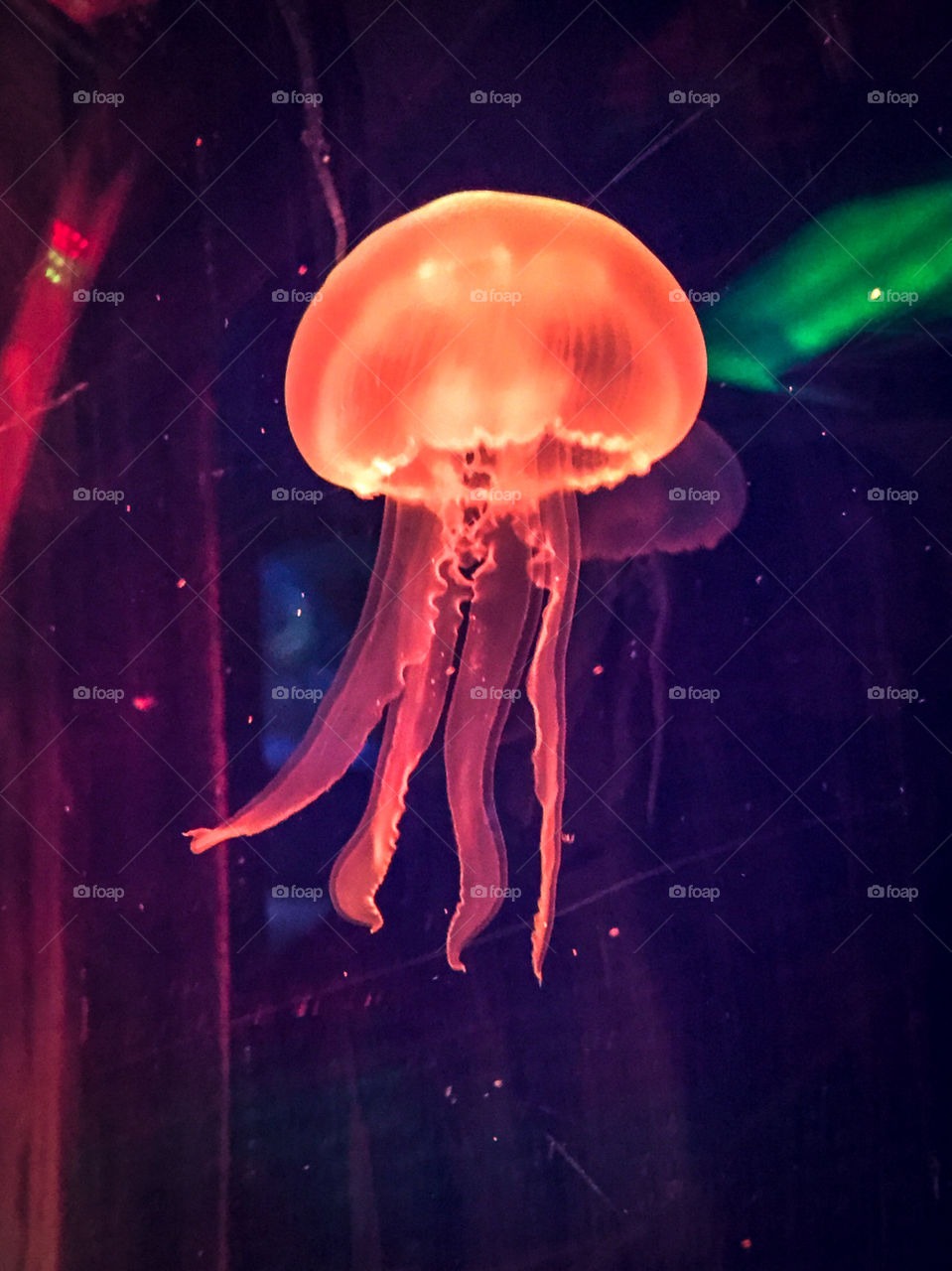 A jellyfish glowing orange from the lighting in an aquarium.