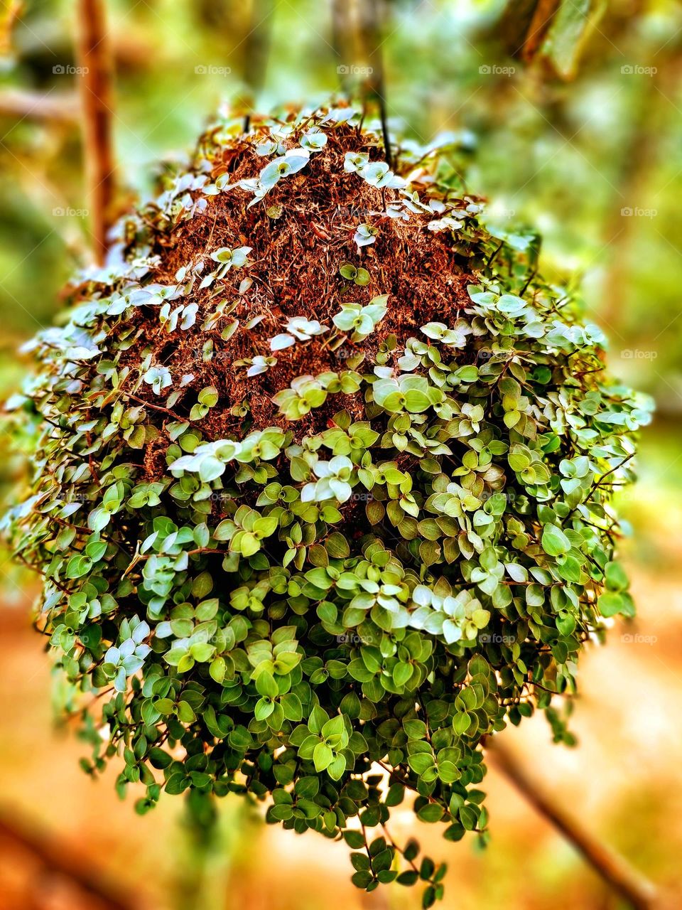 small green foliage