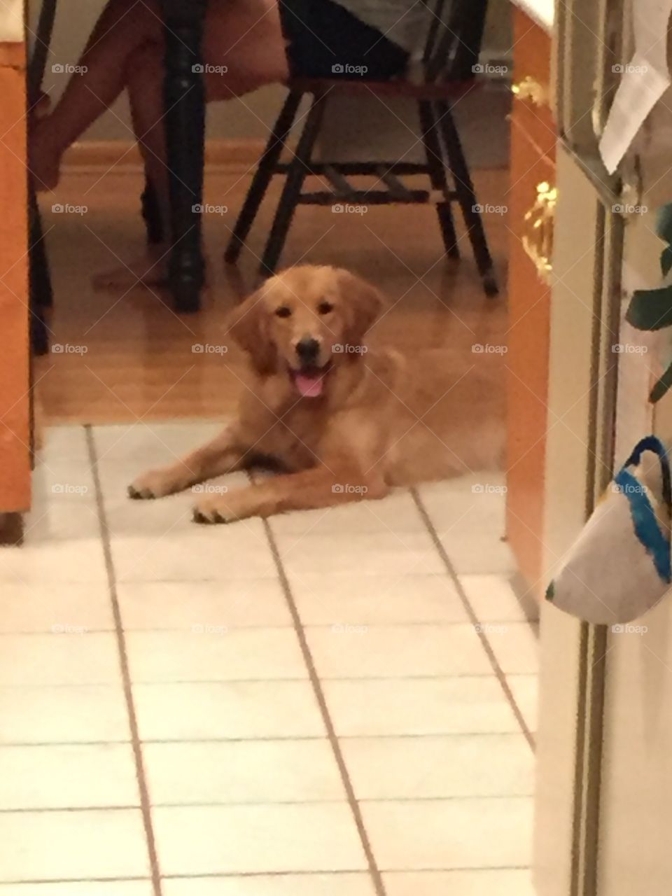 After running for a ball for a long while she was happy to lay on the cool floor