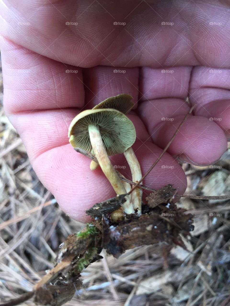 1” mushrooms found growing in wood chips beneath a large oak tree.