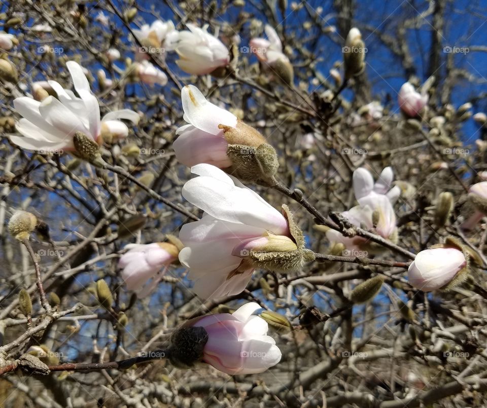 magnolia tree blossoms