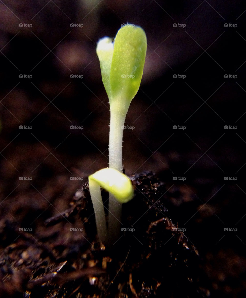 Close-up of small plant