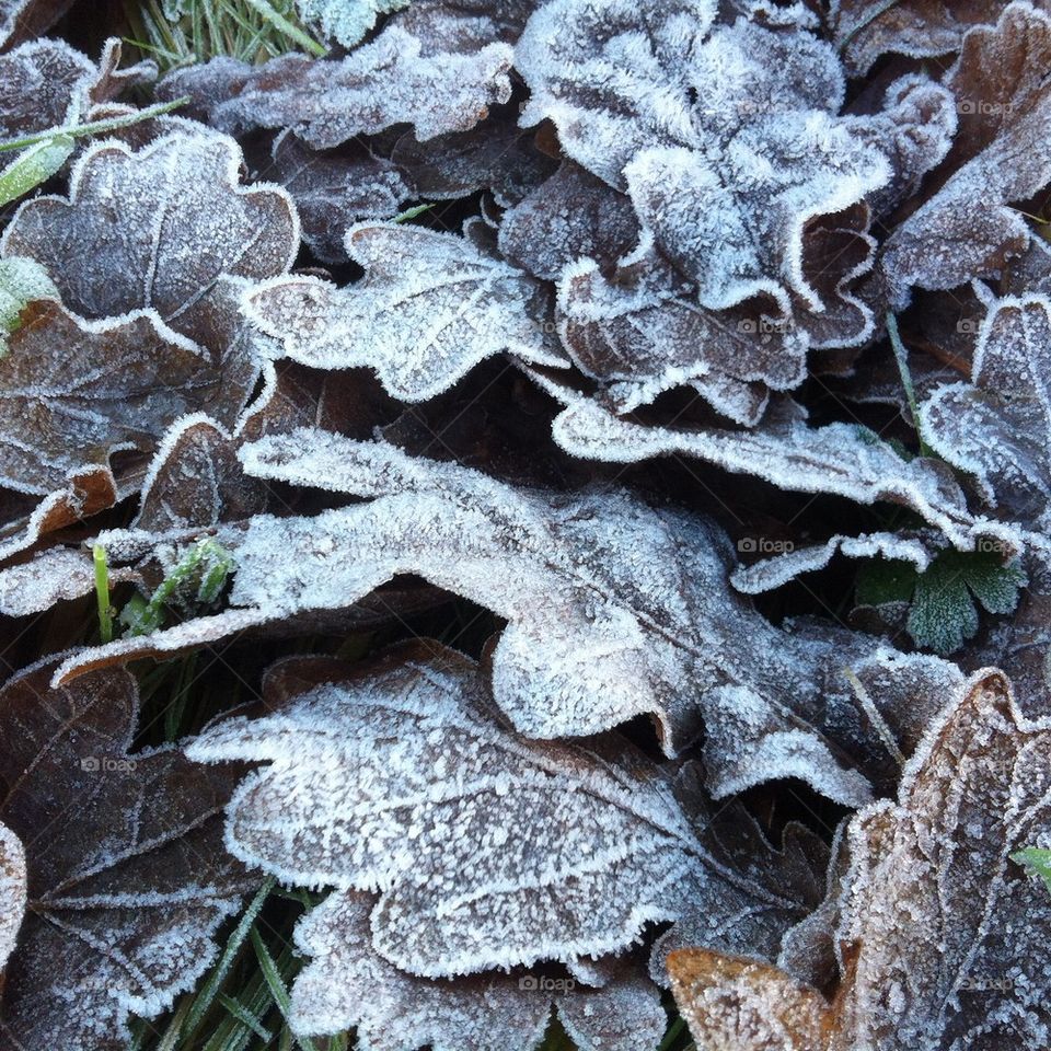 Frost