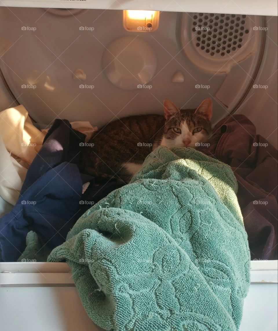 Dryer cat