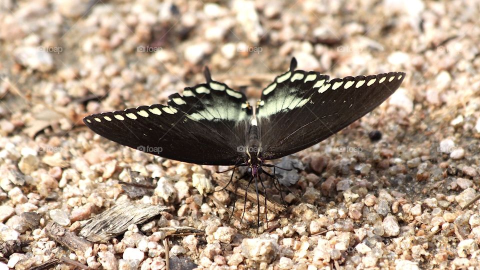 Butterfly gravel
