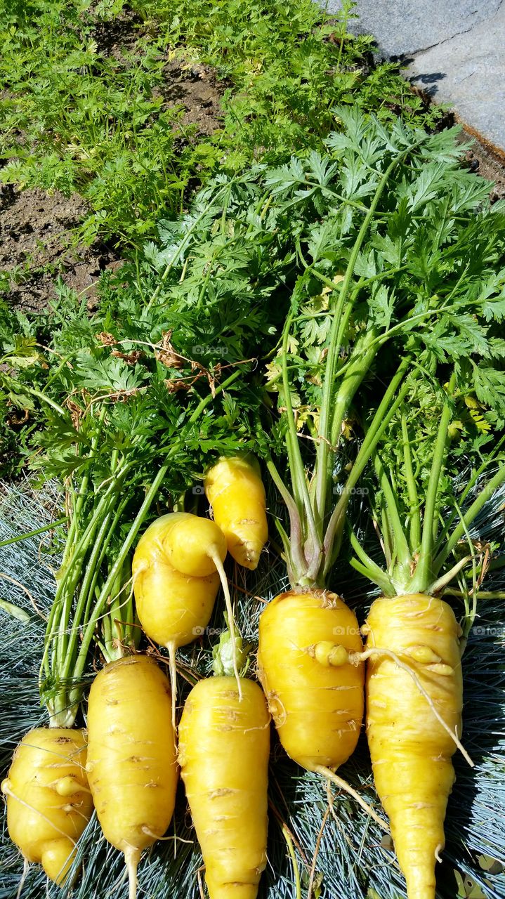 Yellow carrots