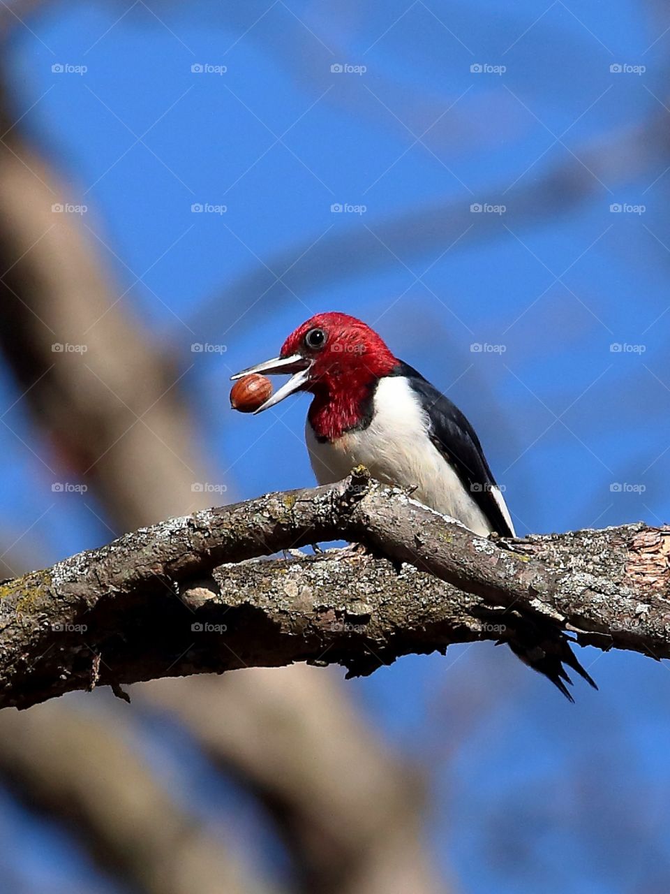 red-headed woodpecker