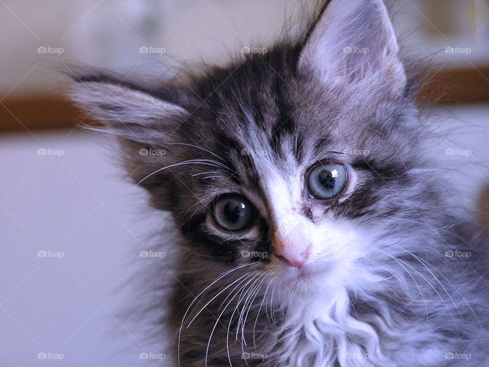Close-up of fluffy kitten