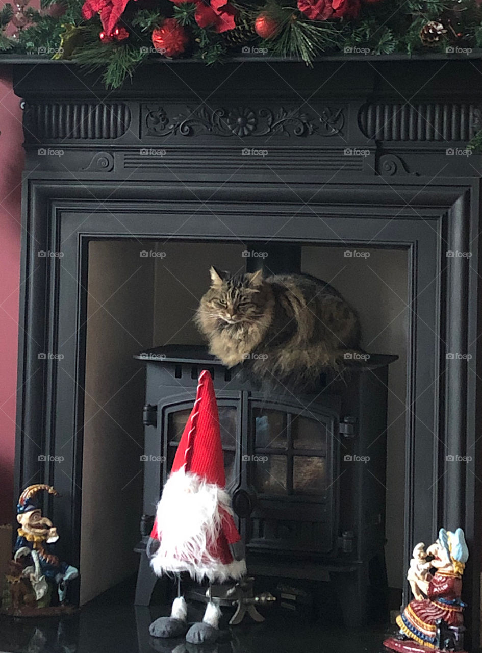 Mischievous brown fluffy tabby cat relaxing on top of the wood burning stove at Christmas time…….