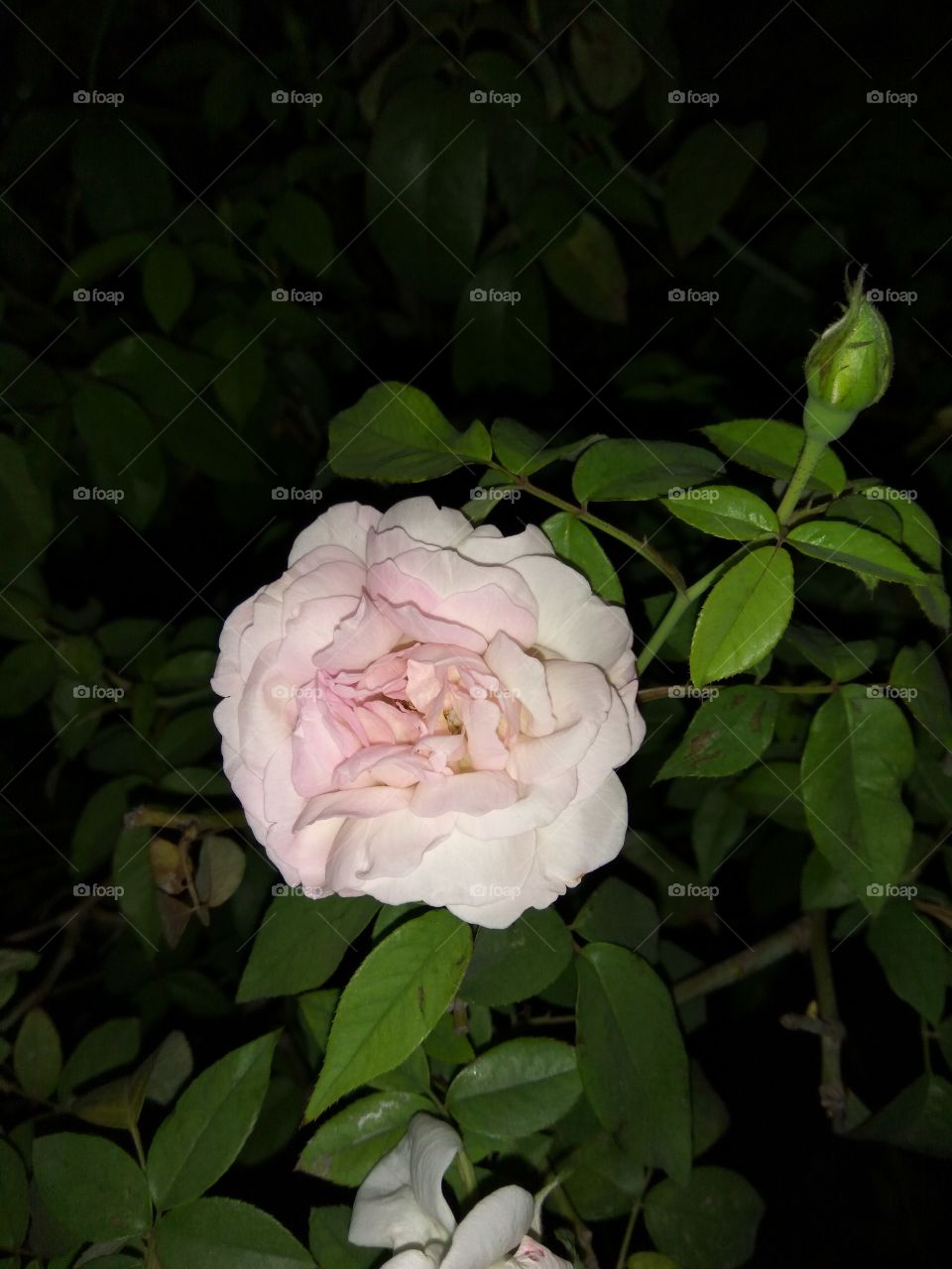 the flower of night rose