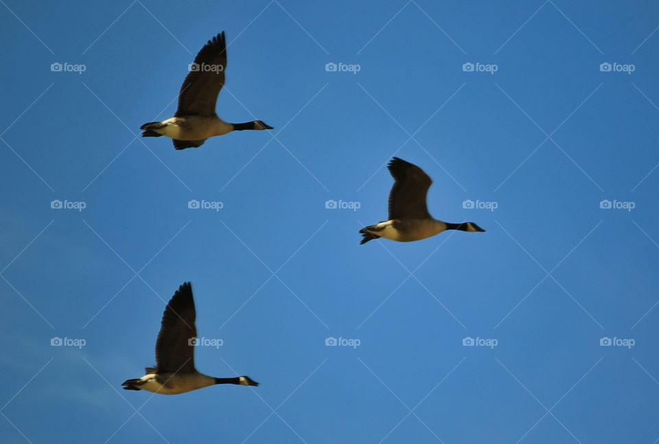 Canadian geese