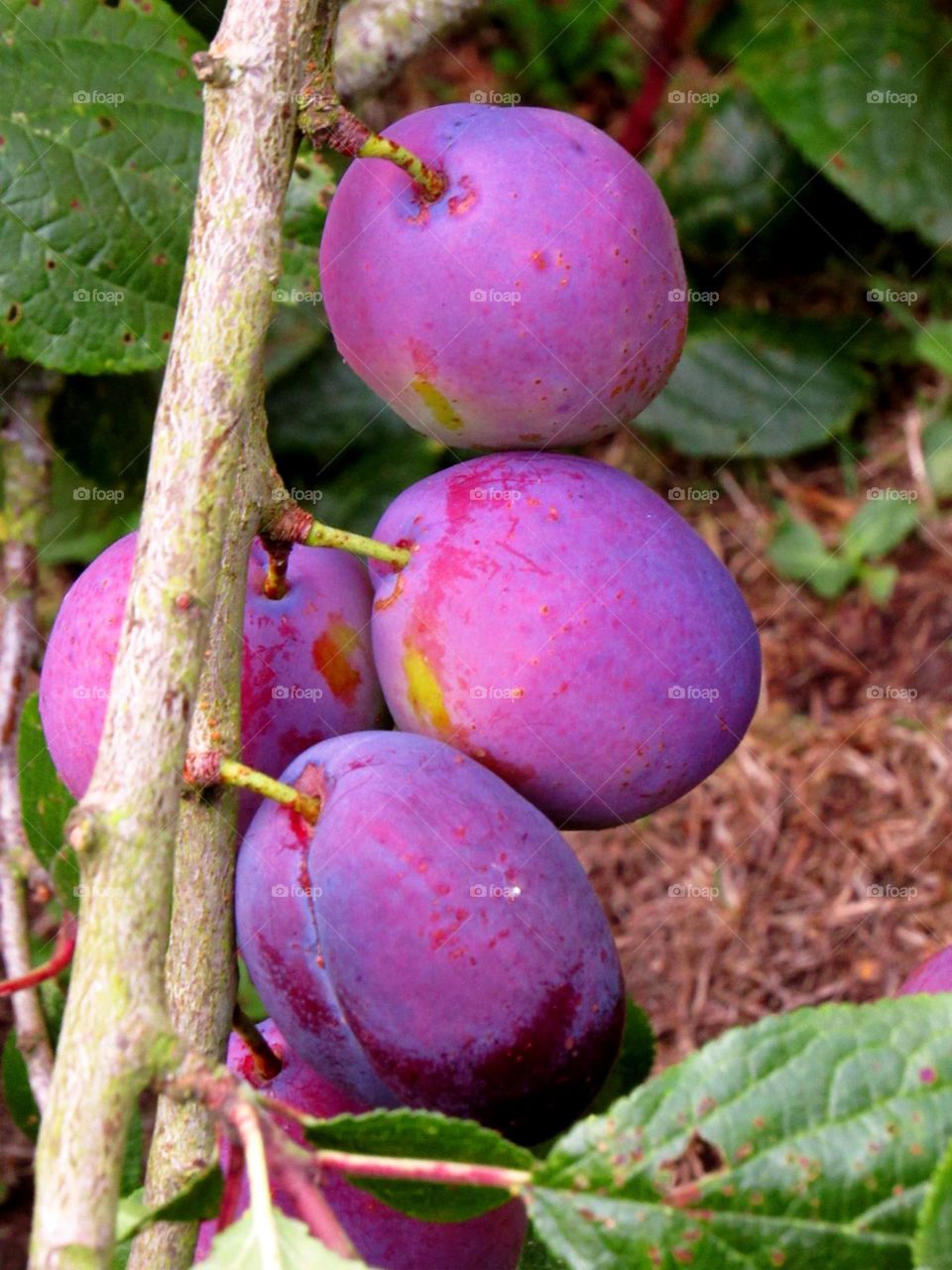 fruit